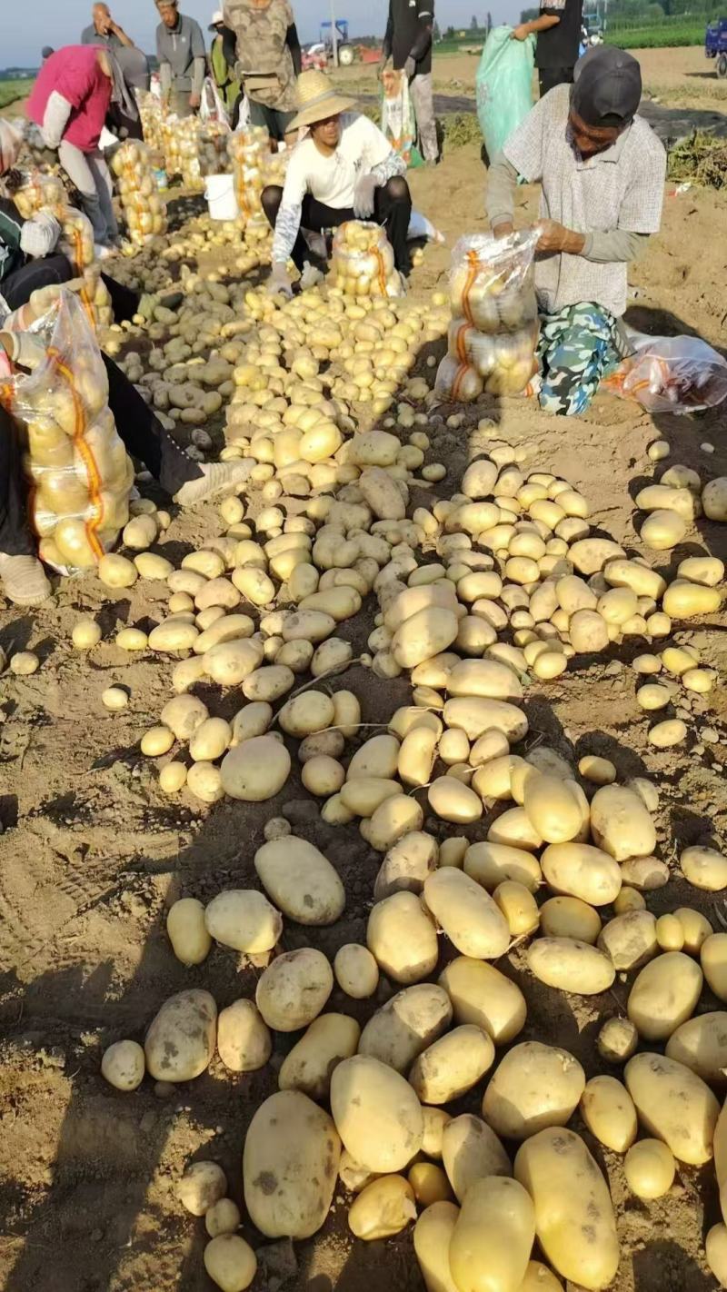 陕西榆林定边沙漠黄皮黄心土豆实验一精品规格全