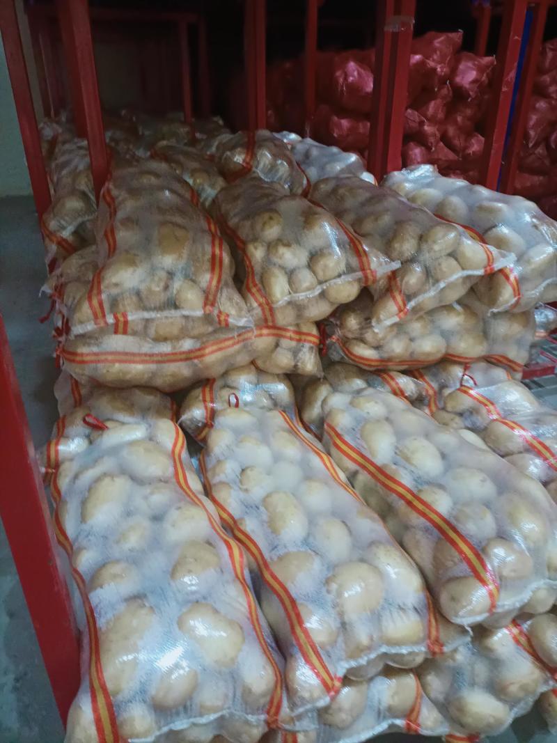 沃土土豆黄皮黄心土豆产地直发开封通许土豆大量上市