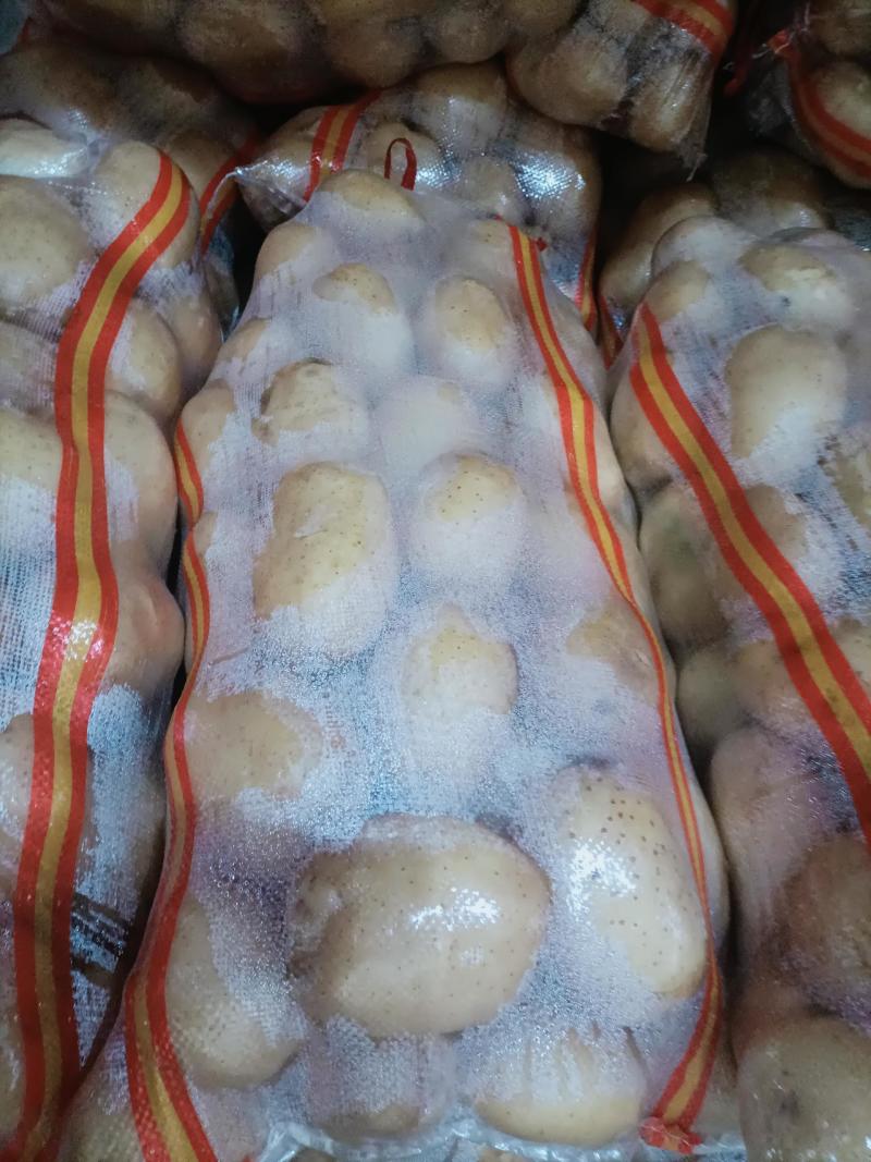 沃土土豆黄皮黄心土豆产地直发开封通许土豆大量上市