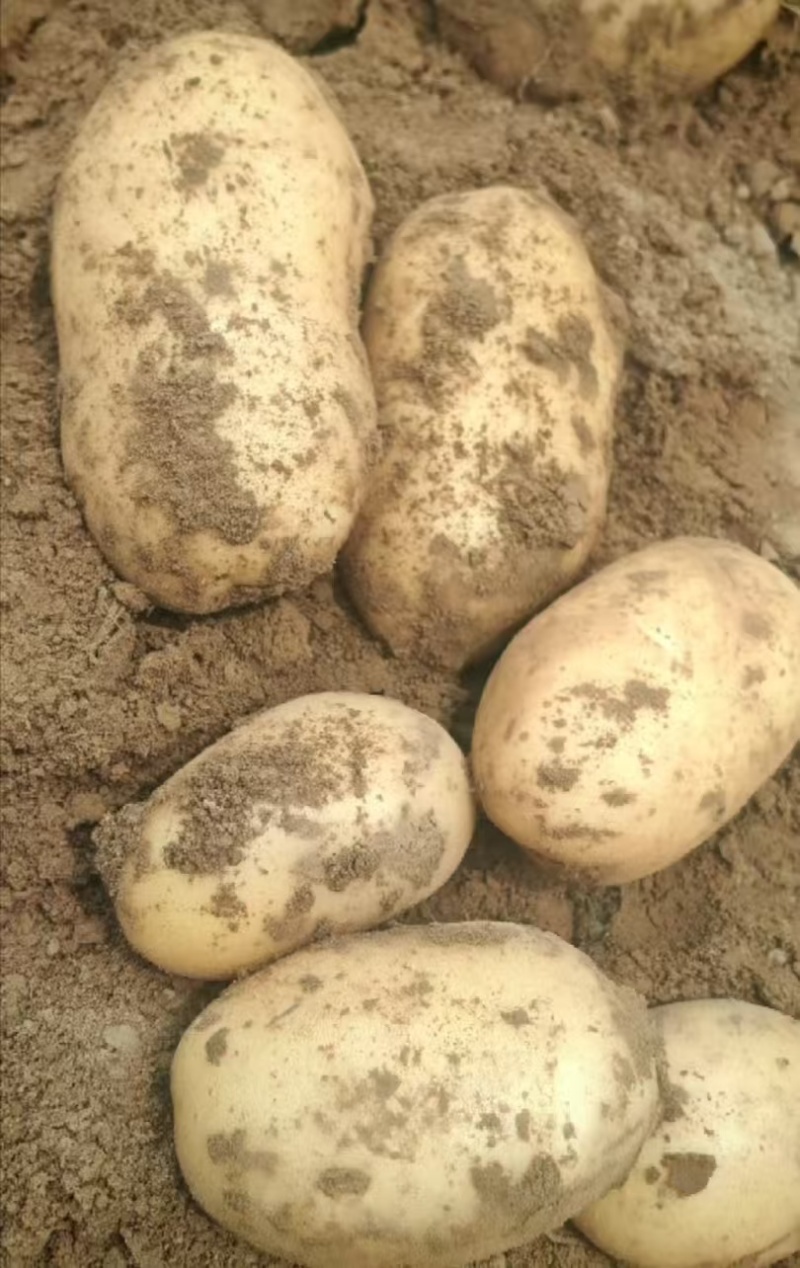 沃土土豆黄皮黄心土豆产地直发开封通许土豆大量上市