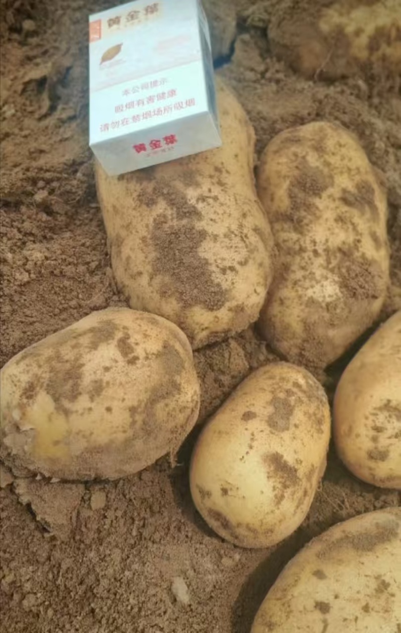 沃土土豆黄皮黄心土豆产地直发开封通许土豆大量上市