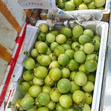 黄金百香果（电商果）