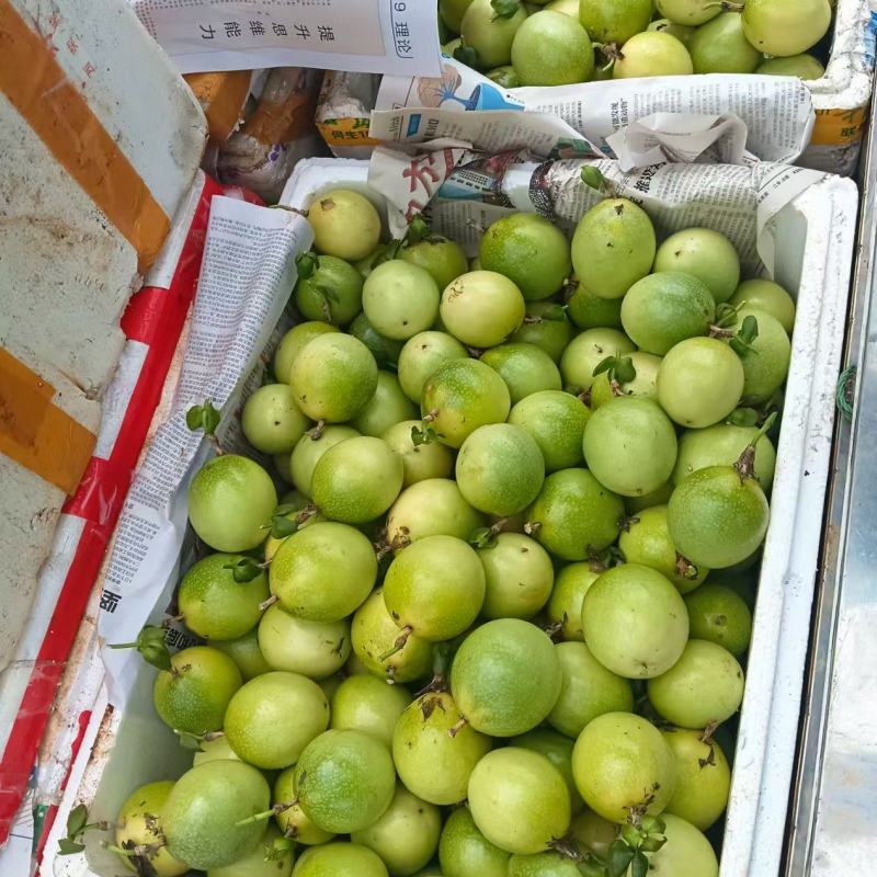 黄金百香果（电商果）