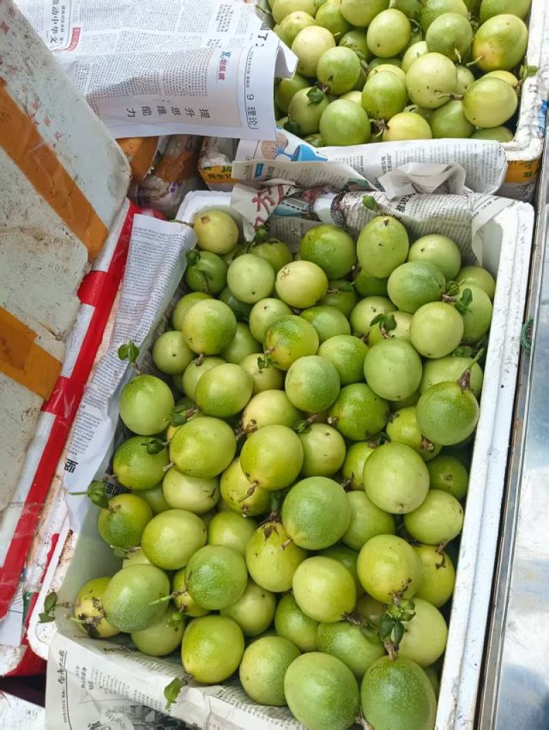 黄金百香果（电商果）