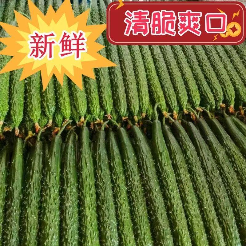 密刺黄瓜山东黄瓜产地一手货源，规格齐全，可视频看货代发全