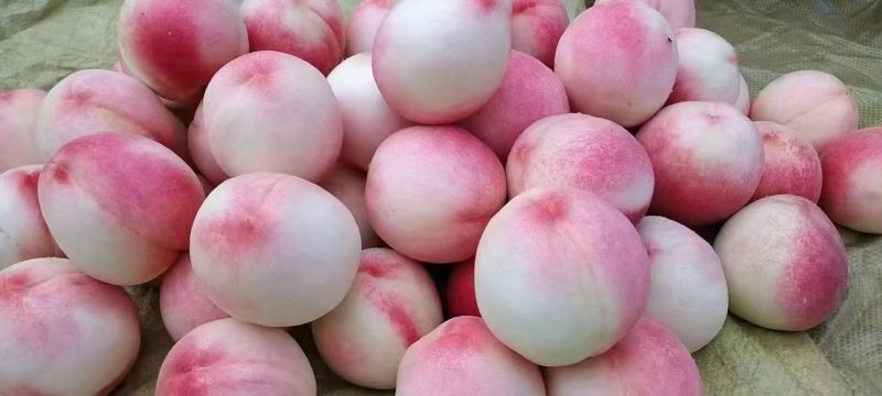 秦安蜜桃