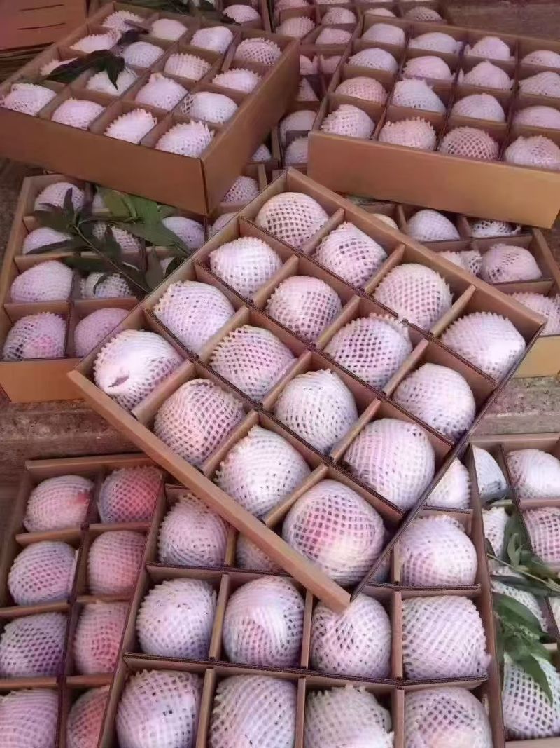秦安蜜桃