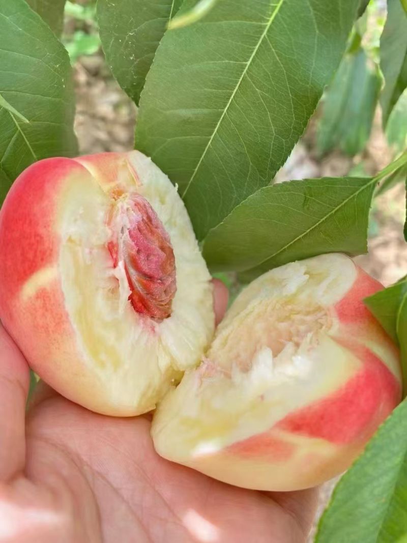 秦安蜜桃