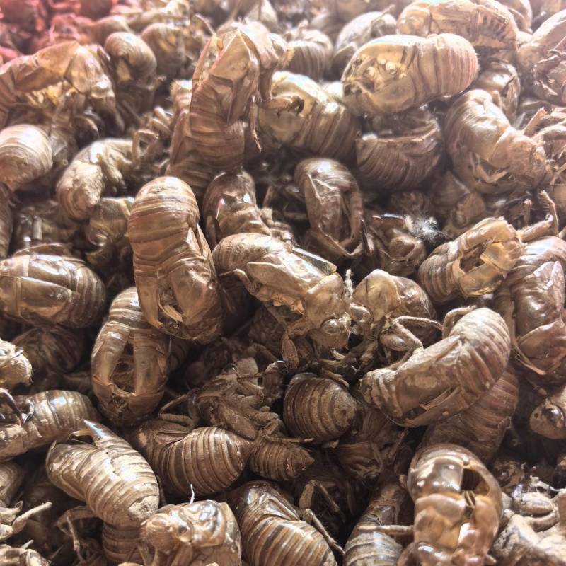 蝉蜕蝉衣爬叉皮山东产地货源多种规格中药材批发供应