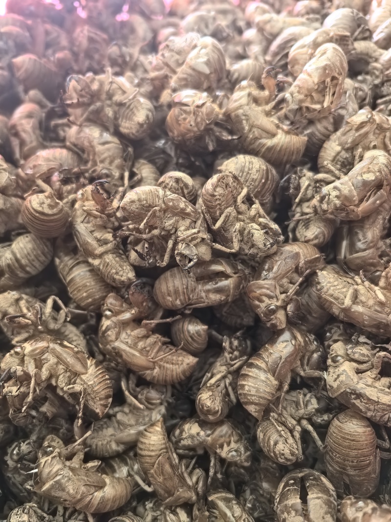 蝉蜕蝉衣爬叉皮山东产地货源多种规格中药材批发供应