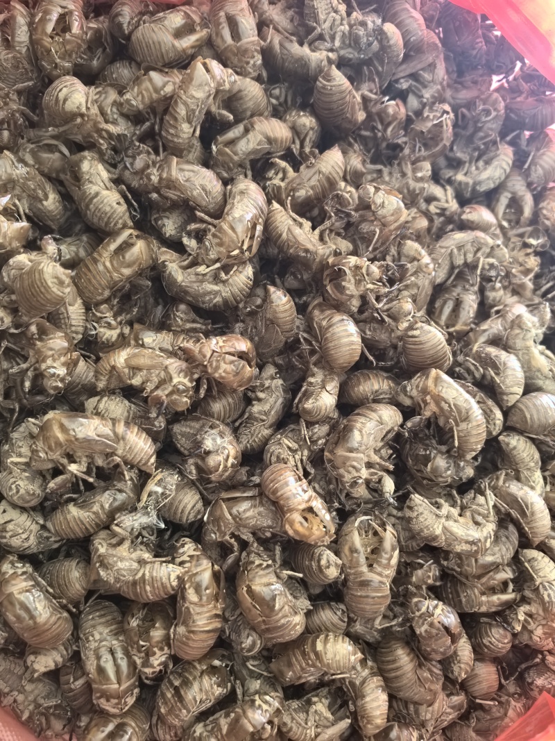蝉蜕蝉衣爬叉皮山东产地货源多种规格中药材批发供应
