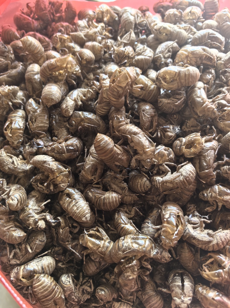 蝉蜕蝉衣爬叉皮山东产地货源多种规格中药材批发供应
