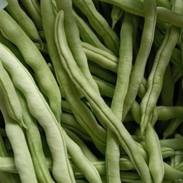 农家肥豆角