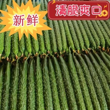 山东黄瓜/密刺黄瓜规格齐全/一件代发/品质保证/货发全国