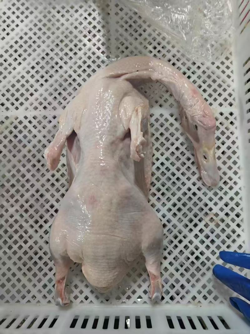 白条鸭