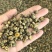 胎菊胎菊米新货多种规格有货供应七彩百草中药材批发