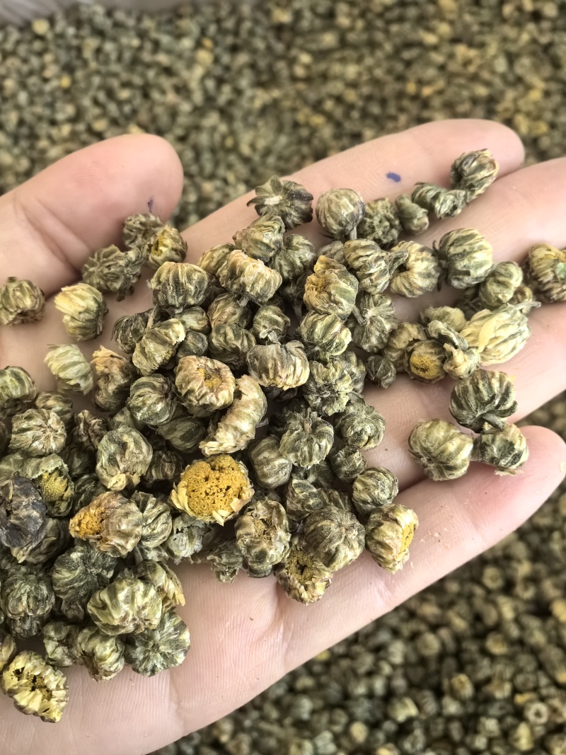 胎菊胎菊米新货多种规格有货供应七彩百草中药材批发