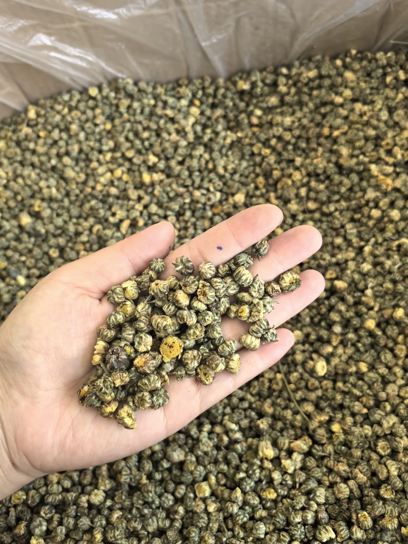 胎菊胎菊米新货多种规格有货供应七彩百草中药材批发