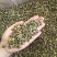 胎菊胎菊米新货多种规格有货供应七彩百草中药材批发