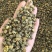 胎菊胎菊米新货多种规格有货供应七彩百草中药材批发