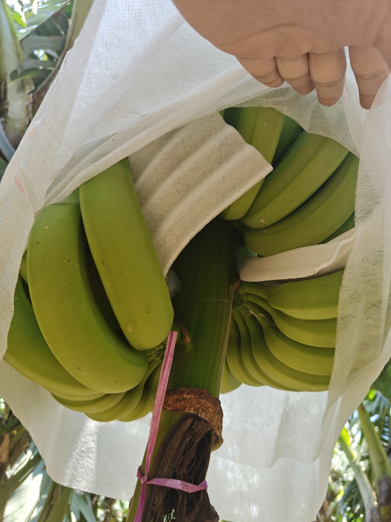 湛江香蕉种植基地，百亩货源稳定供货，可以选择挑选欢迎来问
