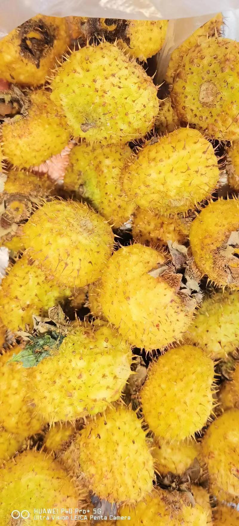 【刺梨】货源稳定，保质保量，全国包邮
