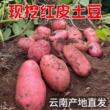 《合作88号土豆》云南红皮土豆/红皮黄心/产地货源全国发