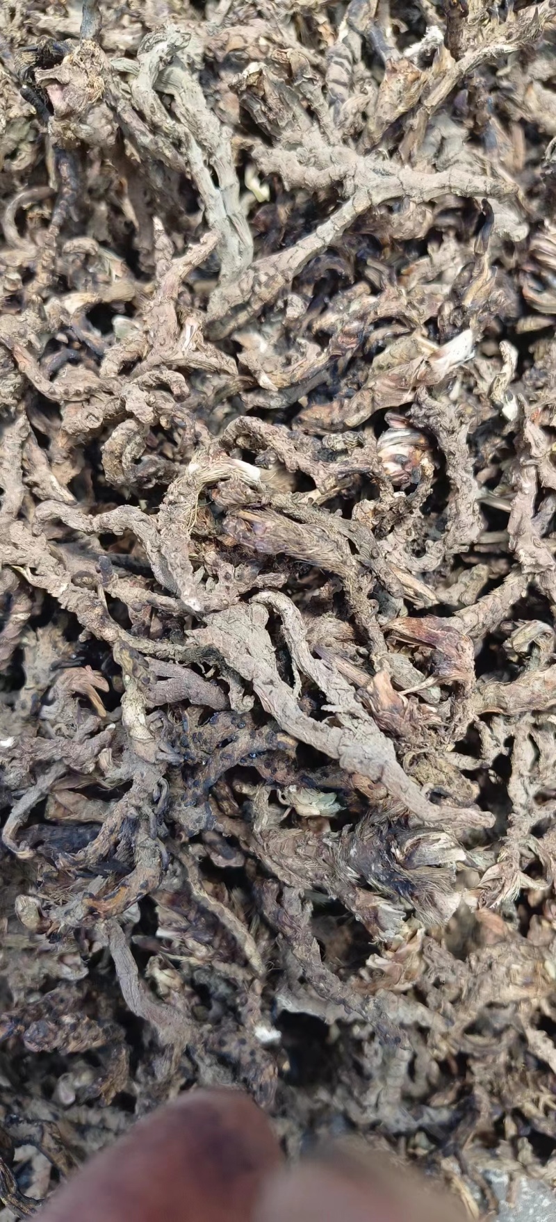 【香菖蒲】贵州香菖蒲。野生香菖蒲，包邮