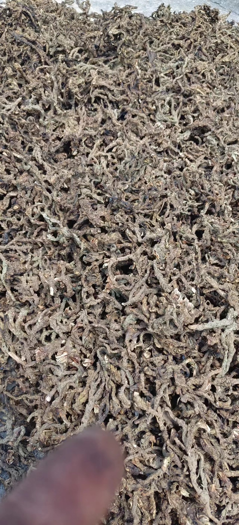 【香菖蒲】贵州香菖蒲。野生香菖蒲，包邮