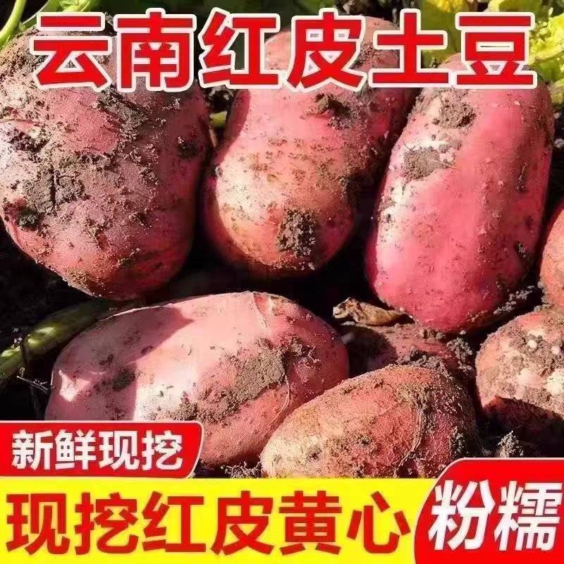 《云南红皮土豆》合作88号/黄心土豆/红皮黄心全国发货