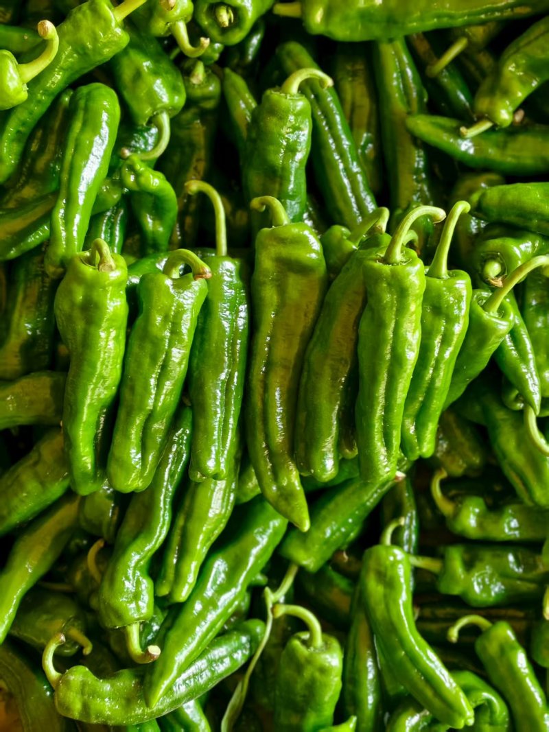 鲜辣椒\301泡椒\河南夏邑辣椒产地直供，一手货源