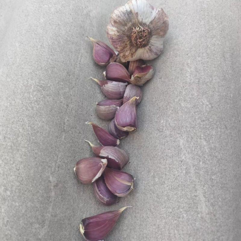 云南红蒜种大量有货量大从优欢