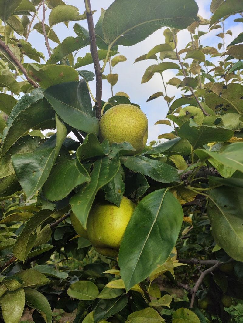 翠冠梨