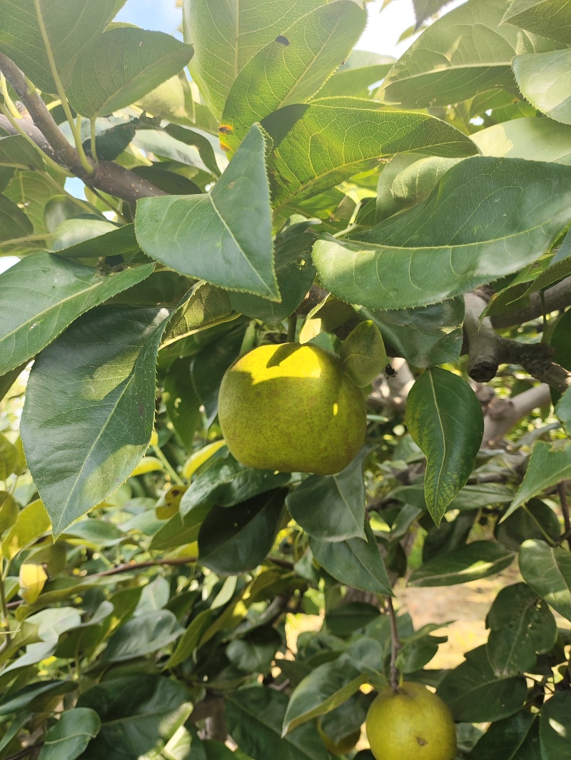 翠冠梨