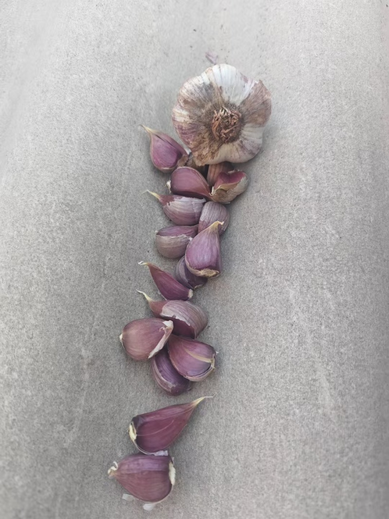 云南红蒜种大量有货量大从优欢