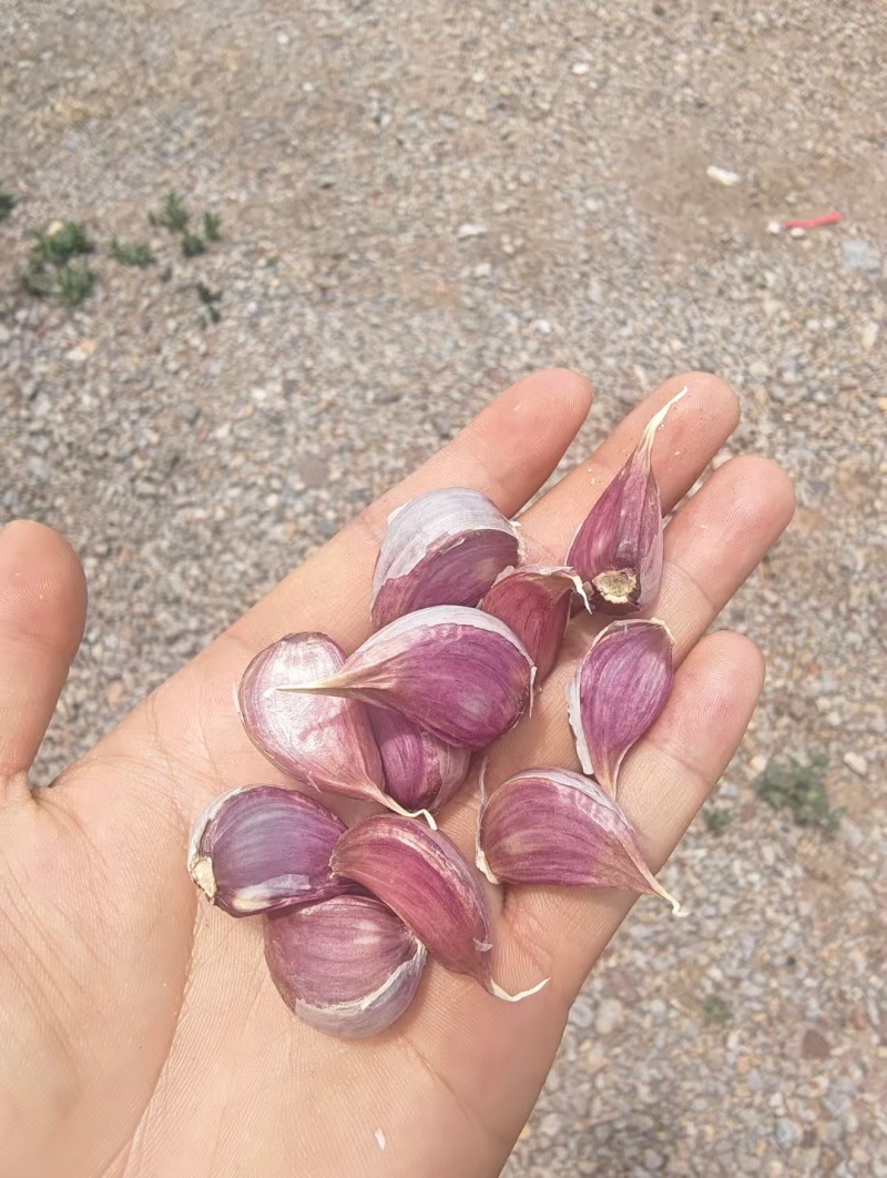 云南红蒜种大量有货量大从优欢