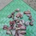 云南红蒜种大量有货量大从优欢