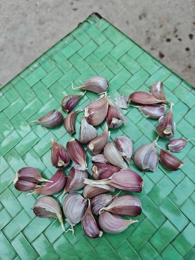 云南红蒜种大量有货量大从优欢