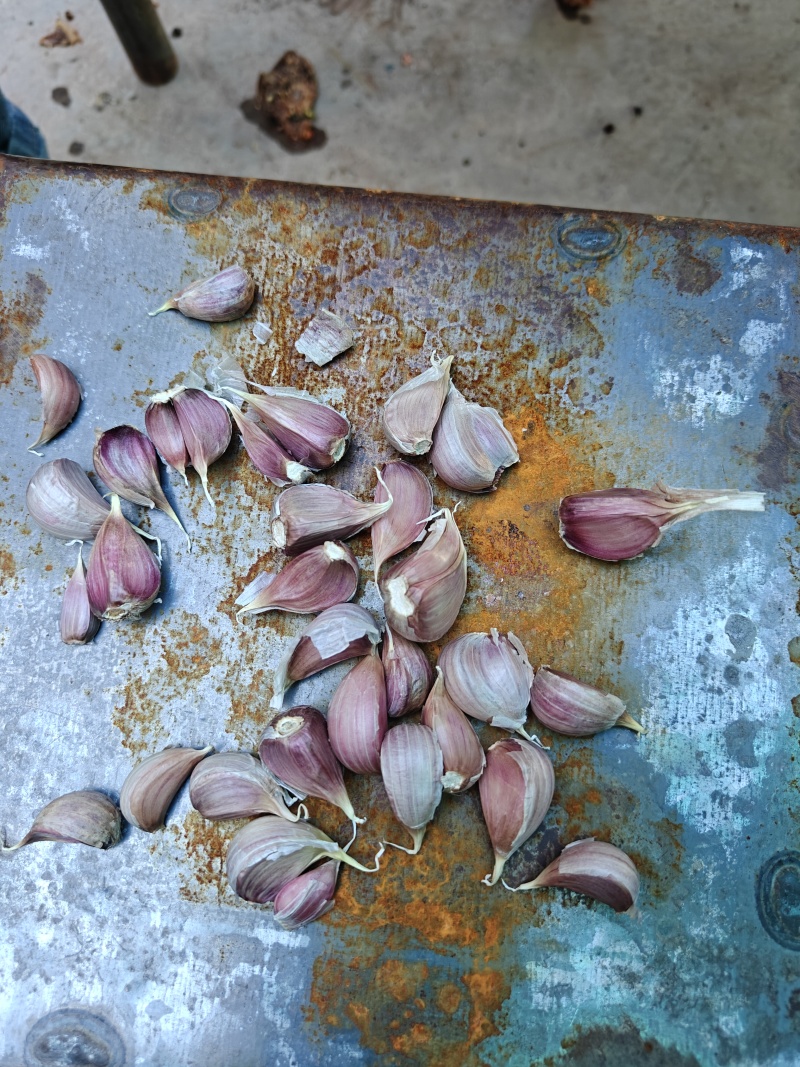 云南红蒜种大量有货量大从优欢