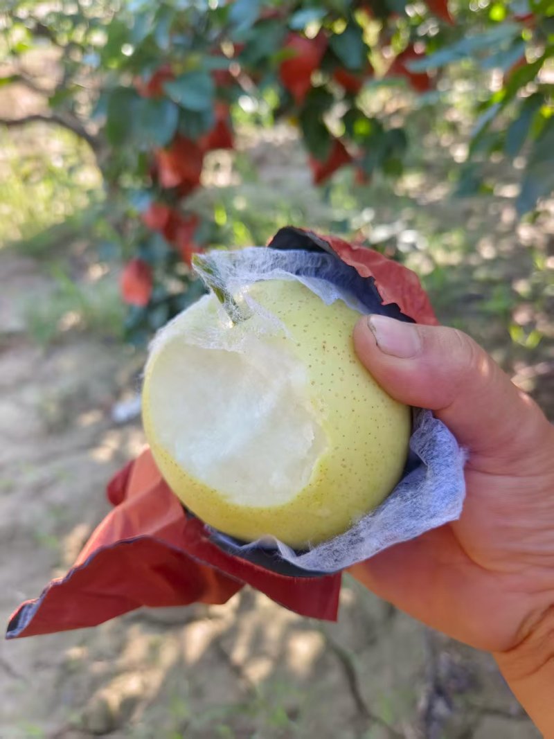 陕西大荔皇冠梨纸袋皇冠梨黄皮产地一手货源量大从优