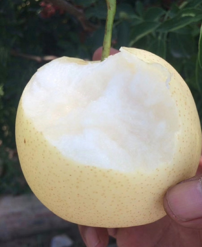 陕西大荔皇冠梨纸袋皇冠梨黄皮产地一手货源量大从优