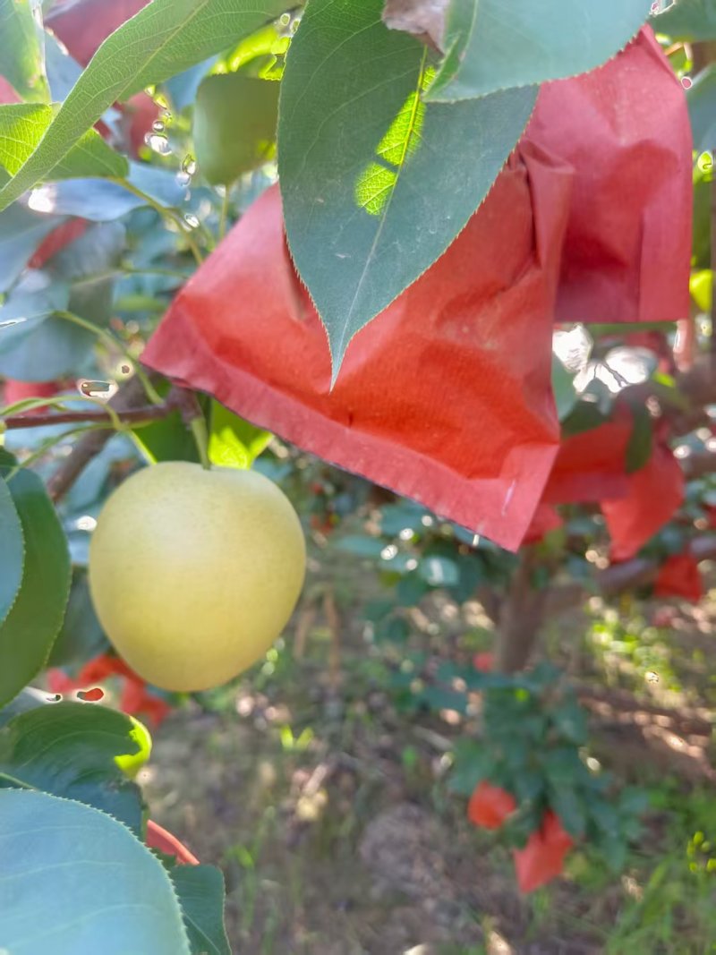 陕西大荔皇冠梨纸袋皇冠梨黄皮产地一手货源量大从优