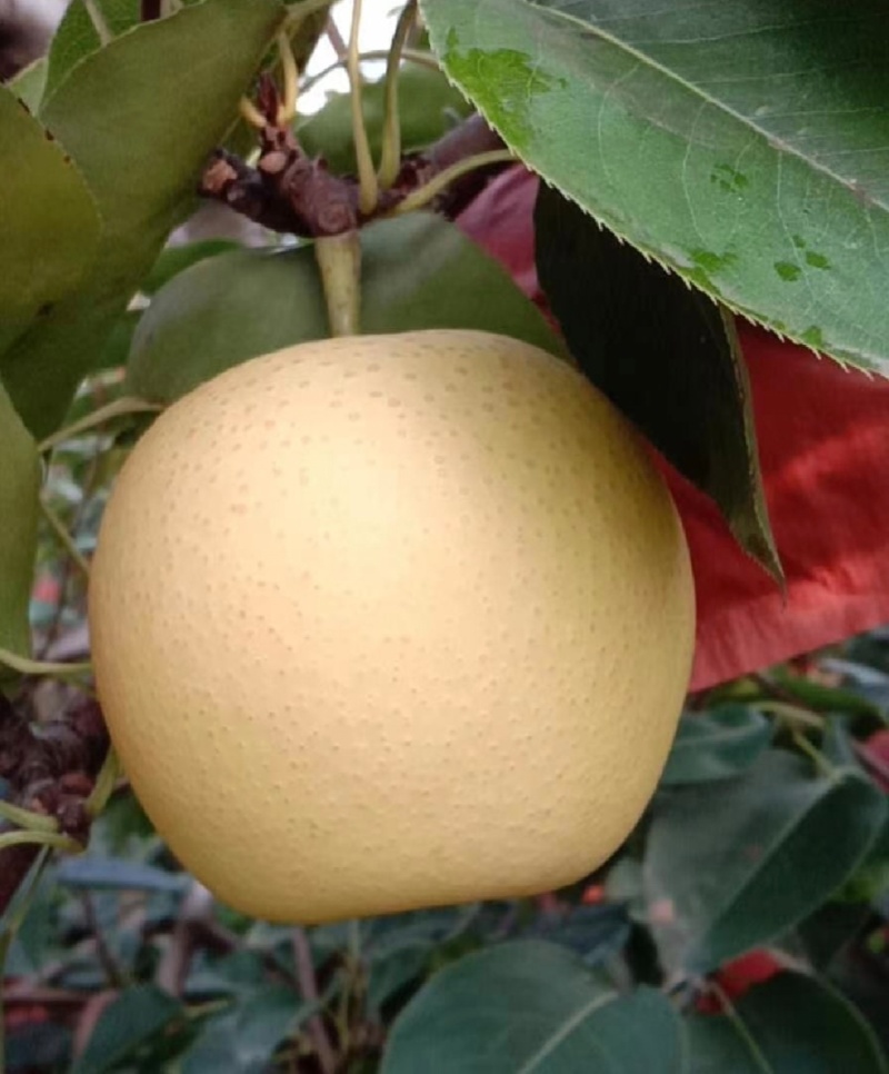 陕西大荔皇冠梨纸袋皇冠梨黄皮产地一手货源量大从优