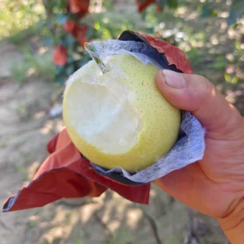陕西大荔皇冠梨纸袋皇冠梨黄皮产地一手货源量大从优
