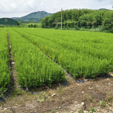 低价大量出售黄杨苗