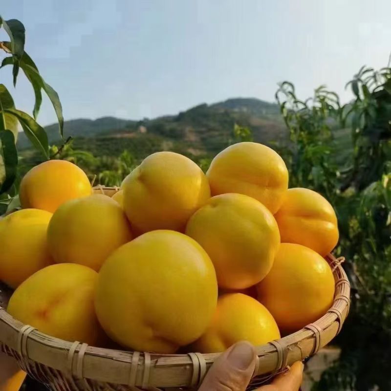 蒙阴蜜桃锦香黄毛桃近期急售货量大欢迎实地看货