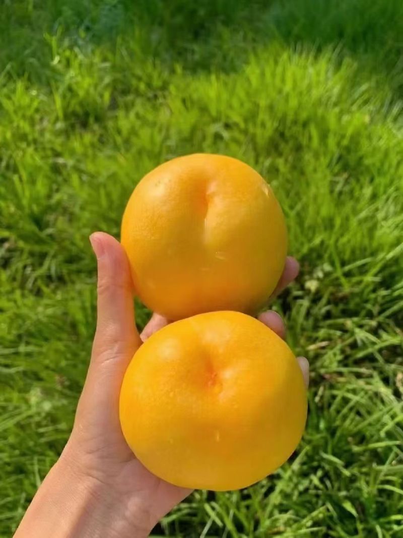 蒙阴蜜桃锦香黄毛桃近期急售货量大欢迎实地看货
