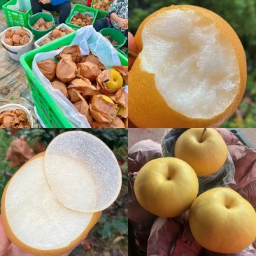 陕西大荔秋月梨套袋梨脆甜多汁一手货源量大从优订购中