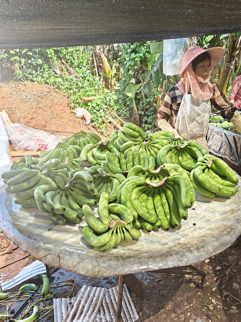 湛江香蕉种植基地，百亩货源稳定供货，可以选择挑选欢迎来问