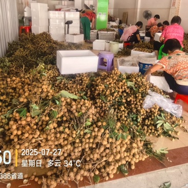 高州龙眼产地直供,专业代收购,代发货!